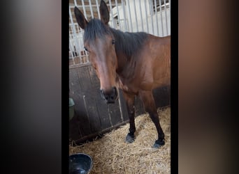 Irish Sport Horse, Mare, 4 years, 16.1 hh, Roan-Bay