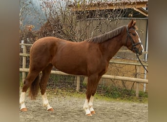 Irish Sport Horse, Mare, 4 years, 16.2 hh, Chestnut