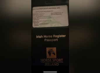 Irish Sport Horse, Mare, 4 years, 16.2 hh, Chestnut-Red
