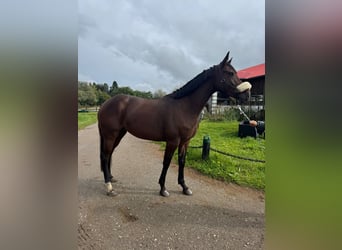 Irish Sport Horse, Mare, 4 years, 16 hh, Bay-Dark