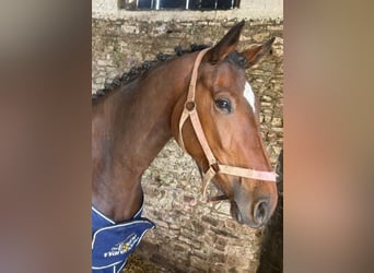 Irish Sport Horse, Mare, 4 years, 16 hh, Bay