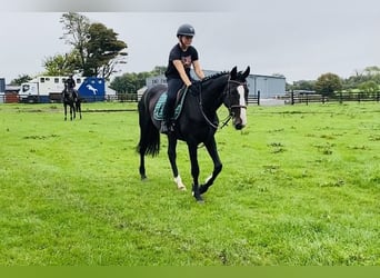 Irish Sport Horse, Mare, 4 years, 16 hh, Black