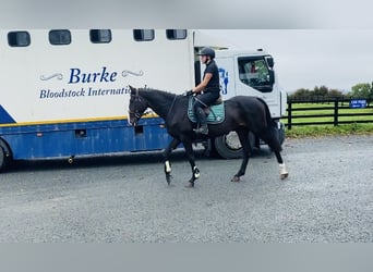 Irish Sport Horse, Mare, 4 years, 16 hh, Black