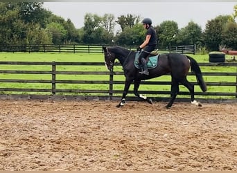 Irish Sport Horse, Mare, 4 years, 16 hh, Black