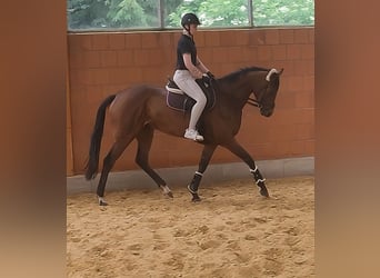 Irish Sport Horse, Mare, 4 years, 16 hh, Brown