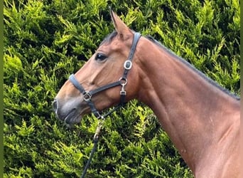 Irish Sport Horse, Mare, 4 years, 16 hh, Brown