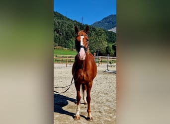 Irish Sport Horse, Mare, 4 years, 16 hh, Chestnut-Red