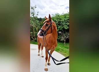 Irish Sport Horse, Mare, 4 years, 16 hh, Chestnut-Red