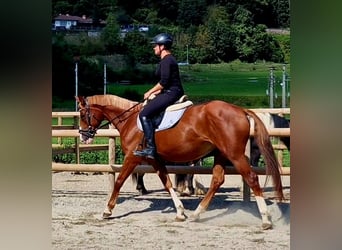 Irish Sport Horse, Stute, 4 Jahre, 16 hh, Fuchs