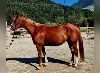 Irish Sport Horse, Mare, 4 years, 16 hh, Chestnut-Red