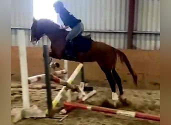 Irish Sport Horse, Mare, 4 years, 16 hh, Chestnut-Red