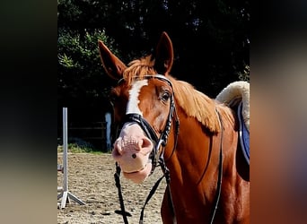 Irish Sport Horse, Mare, 4 years, 16 hh, Chestnut-Red