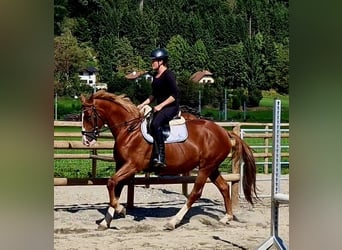 Irish Sport Horse, Mare, 4 years, 16 hh, Chestnut-Red