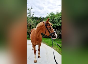 Irish Sport Horse, Mare, 4 years, 16 hh, Chestnut-Red