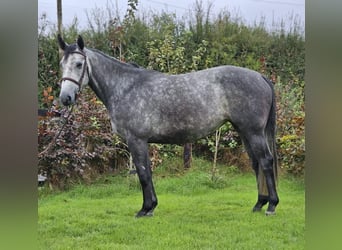 Irish Sport Horse, Mare, 4 years, 16 hh, Gray-Dapple