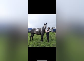 Irish Sport Horse, Mare, 4 years, 16 hh, Gray-Dapple