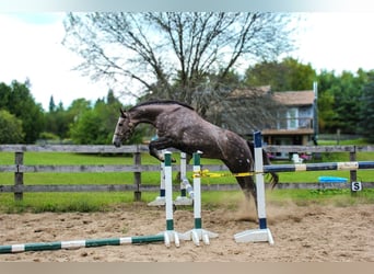 Irish Sport Horse, Mare, 4 years, 16 hh, Gray