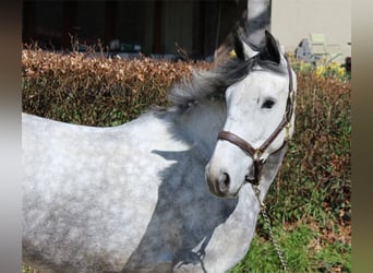 Irish Sport Horse, Mare, 4 years, 16 hh, Gray