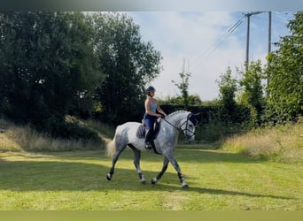 Irish Sport Horse, Mare, 4 years, 16 hh, Grey-Dapple
