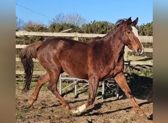 Irish Sport Horse, Mare, 4 years, 16,1 hh, Chestnut