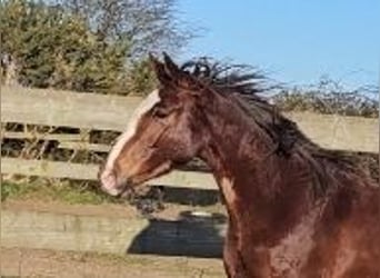 Irish Sport Horse, Mare, 4 years, 16,1 hh