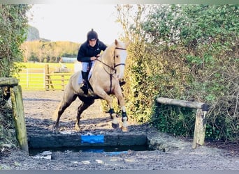 Irish Sport Horse, Mare, 4 years, 16,3 hh, Palomino