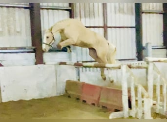 Irish Sport Horse, Mare, 4 years, 16,3 hh, Palomino