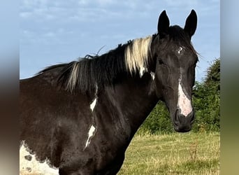 Irish Sport Horse, Mare, 4 years, 16,3 hh, Pinto