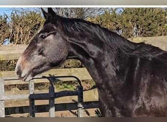 Irish Sport Horse, Mare, 4 years, 17.1 hh, Grey