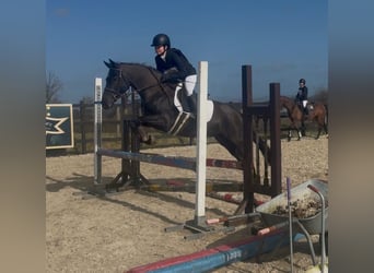 Irish Sport Horse, Mare, 5 years, 14.1 hh, Black