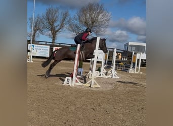 Irish Sport Horse, Mare, 5 years, 14.1 hh, Black