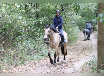 Irish Sport Horse, Mare, 5 years, 14.3 hh, Dun