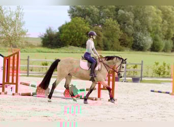 Irish Sport Horse, Mare, 5 years, 14.3 hh, Dun