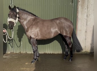 Irish Sport Horse, Mare, 5 years, 14,1 hh, Black