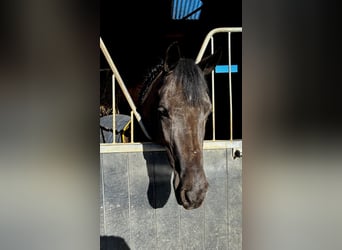 Irish Sport Horse, Mare, 5 years, 14,1 hh, Black