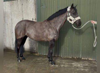 Irish Sport Horse, Mare, 5 years, 14,1 hh, Black