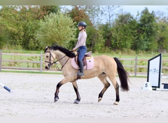 Irish Sport Horse, Mare, 5 years, 14,3 hh, Dun