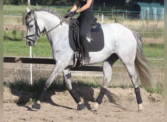 Irish Sport Horse, Stute, 5 Jahre, 15,1 hh, Blauschimmel