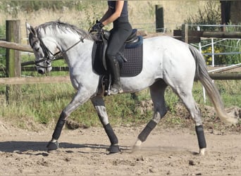 Irish Sport Horse, Stute, 5 Jahre, 15,1 hh, Blauschimmel