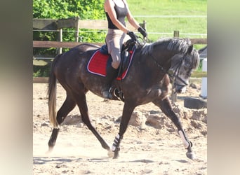 Irish Sport Horse, Mare, 5 years, 15.1 hh, Gray-Dark-Tan