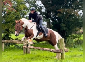 Irish Sport Horse, Mare, 5 years, 15.1 hh, Pinto