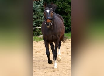 Irish Sport Horse, Mare, 5 years, 15.2 hh, Bay-Dark