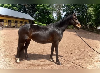 Irish Sport Horse, Mare, 5 years, 15.2 hh, Black