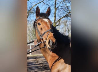 Irish Sport Horse, Mare, 5 years, 15,2 hh, Brown