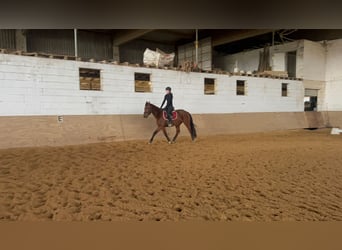 Irish Sport Horse, Mare, 5 years, 15.2 hh, Brown