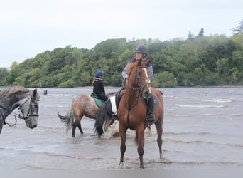 Irish Sport Horse, Stute, 5 Jahre, 15,2 hh, Dunkelfuchs