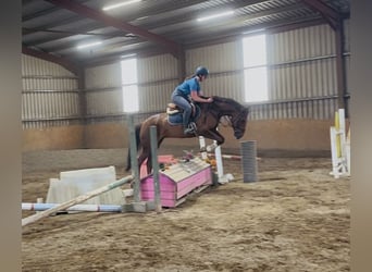 Irish Sport Horse, Mare, 5 years, 15.2 hh, Chestnut