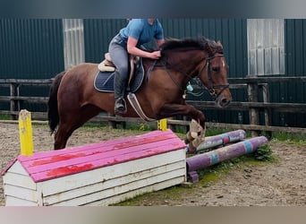 Irish Sport Horse, Mare, 5 years, 15.2 hh, Chestnut
