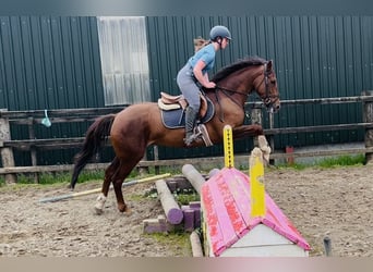 Irish Sport Horse, Mare, 5 years, 15.2 hh, Chestnut