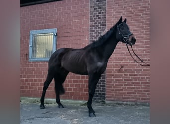 Irish Sport Horse, Mare, 5 years, 15.2 hh